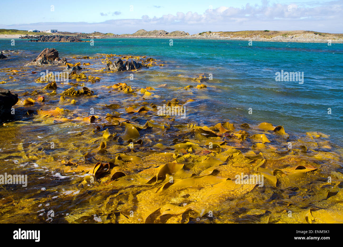 Alga marina e costiera a rocce Couta su Tasmania, la costa ovest Foto Stock
