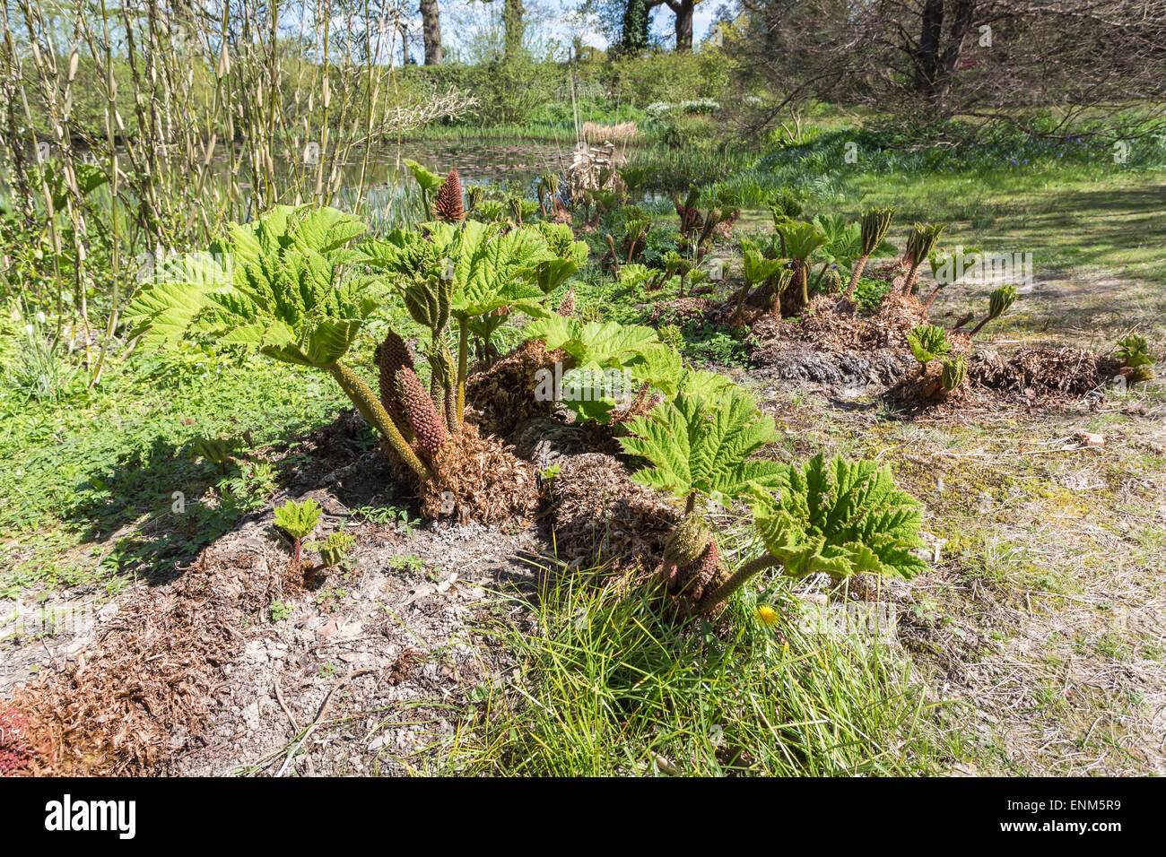 Gunnera (rabarbaro gigante) foglie in primavera crescente nei giardini di Great Dixter, reso famoso da Christopher Lloyd, in Northiam, East Sussex, Regno Unito Foto Stock