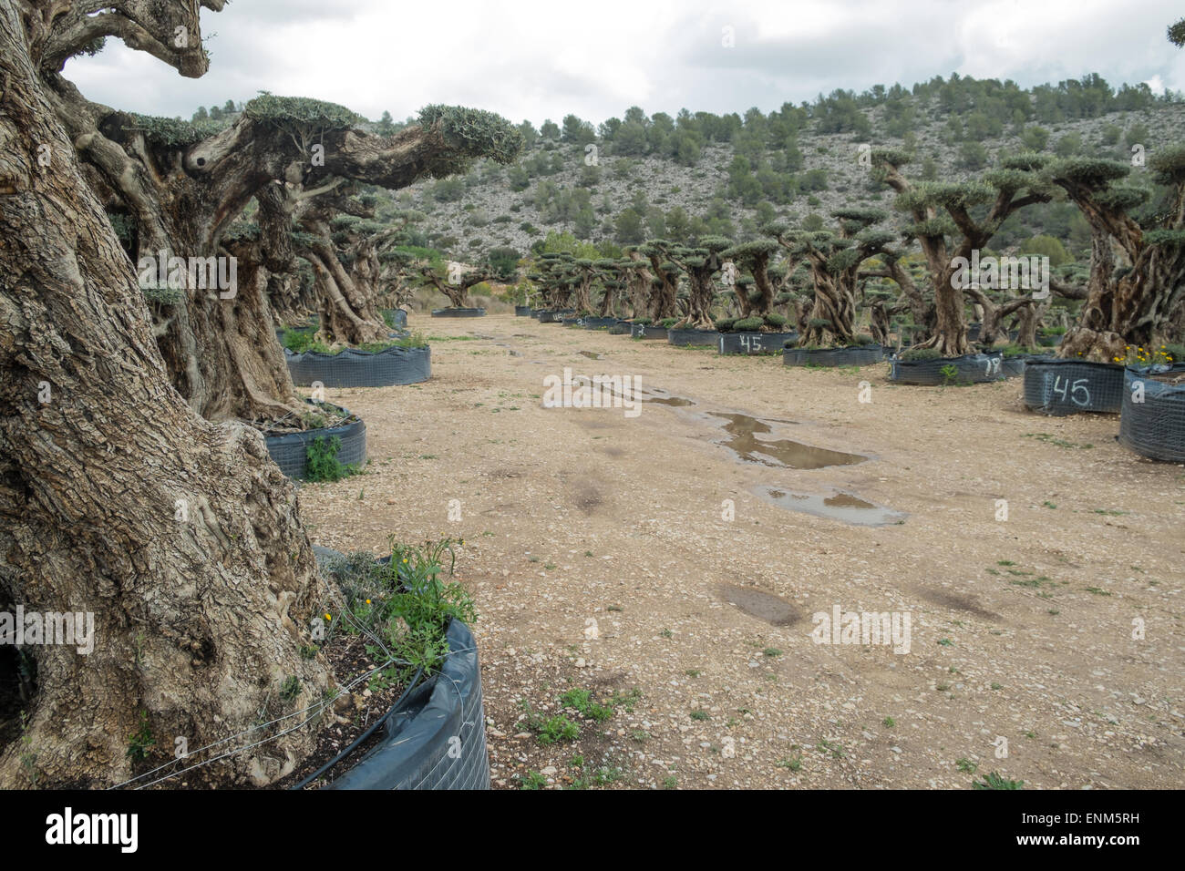 Il Centennial olivi destinati a scopi ornamentali Foto Stock