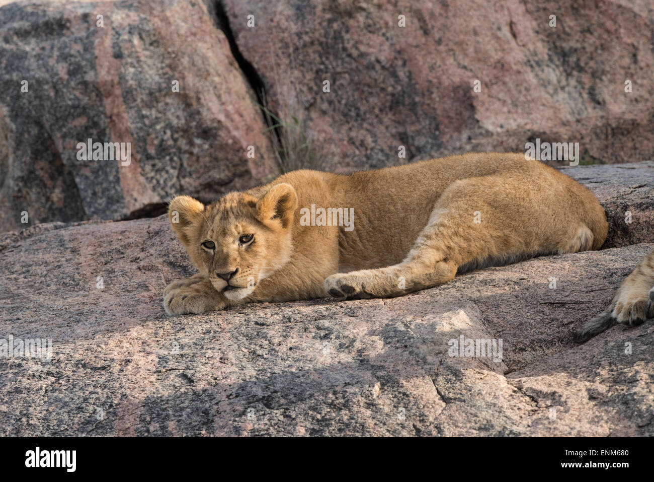 Lion cub in appoggio su una roccia, Serengeti National Park, Tanzania. Foto Stock
