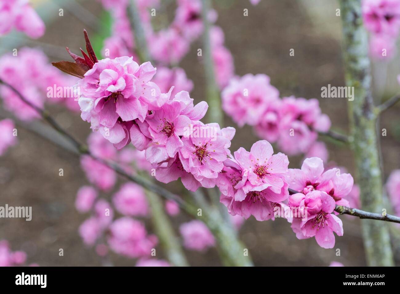 Prunus cerasifera - 'Spring Glow' Fiore. Foto Stock