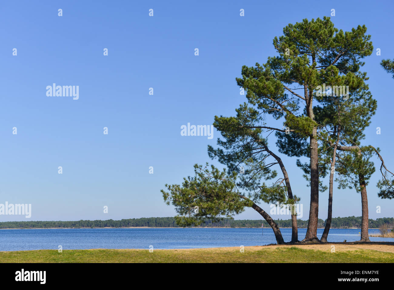 Pino Landes Sul bordo di un lago Foto Stock