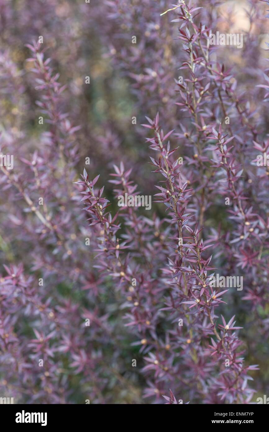 Leptospermum 'damascati rossi' fogliame Foto Stock