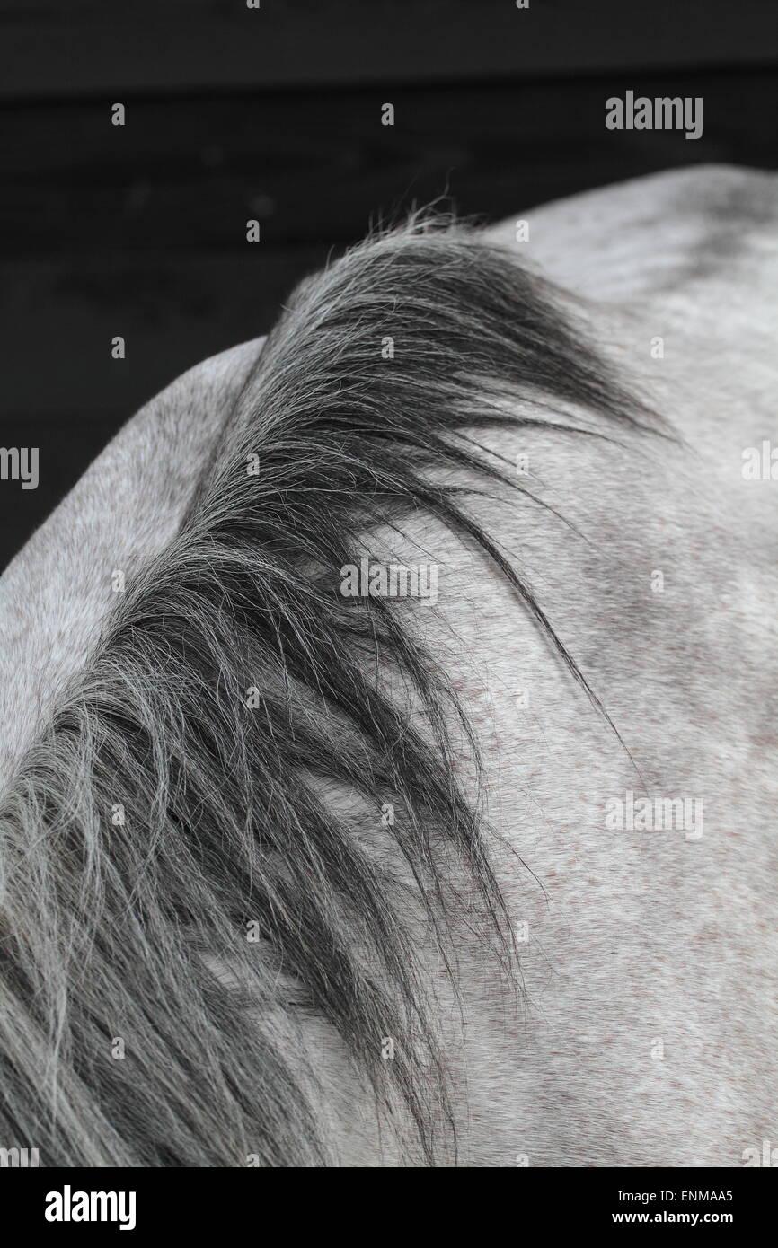 Criniera del cavallo Foto Stock