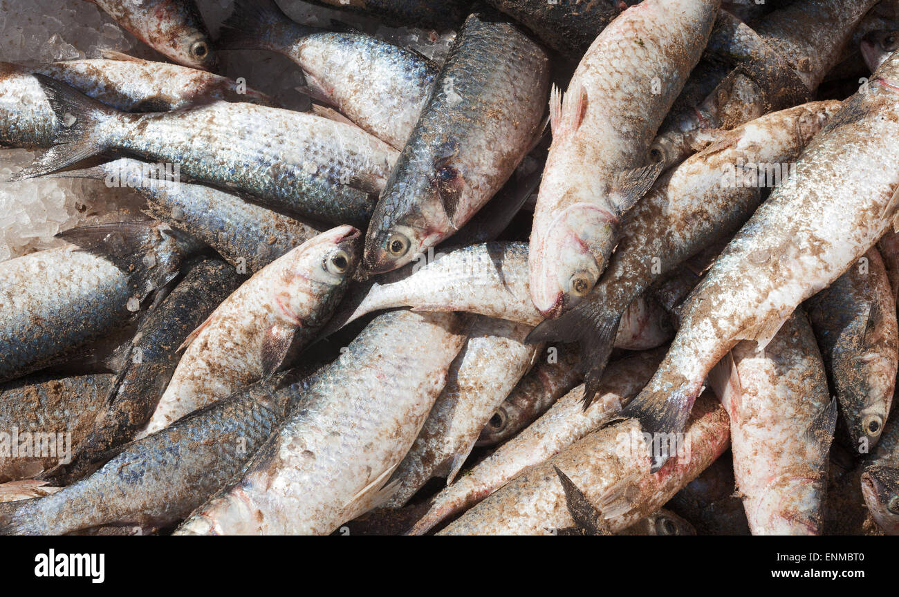 Di recente il pesce catturato Foto Stock