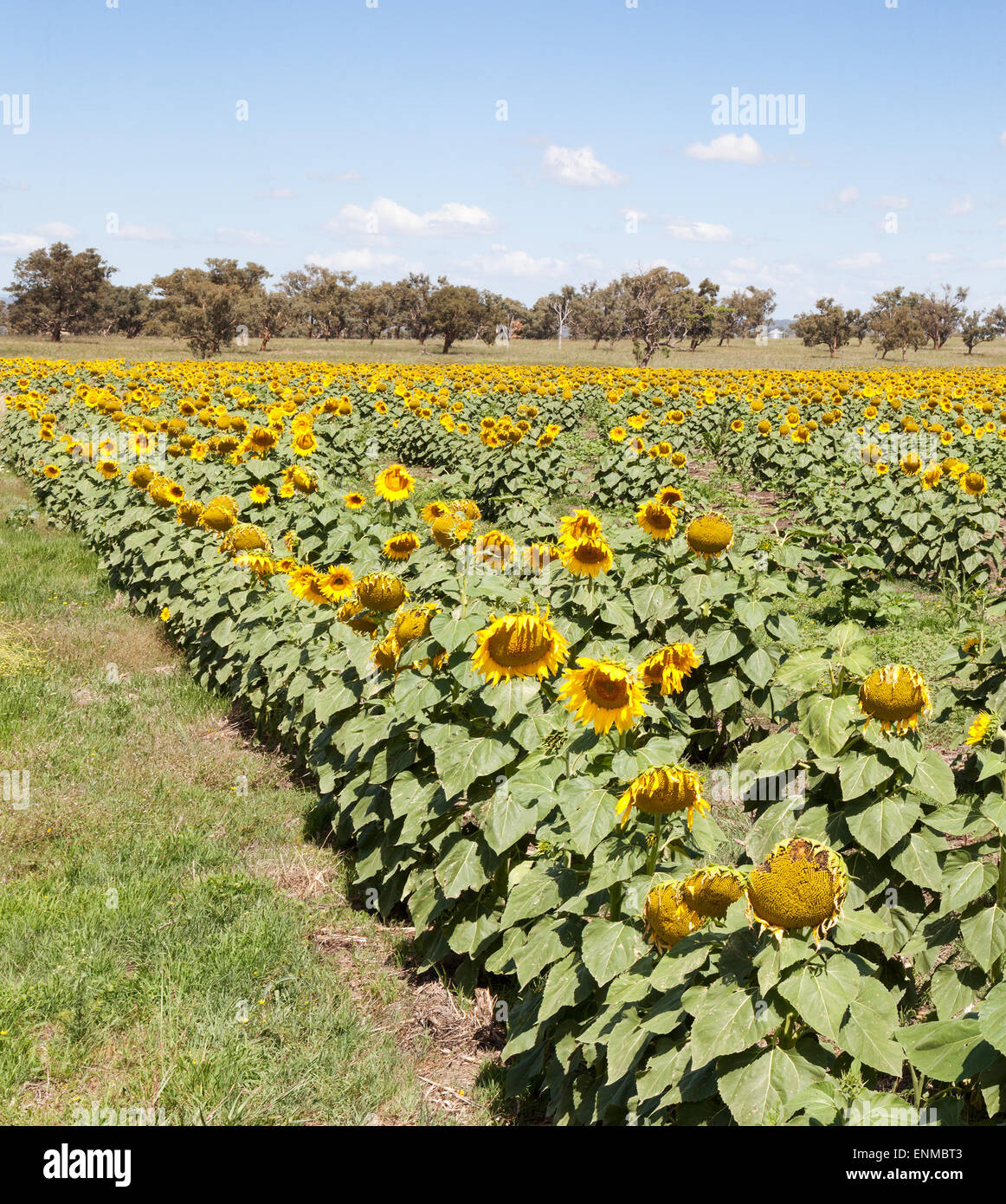 Girasoli in NSW Australia nella regione di Quirindi all'altezza dell'estate Foto Stock