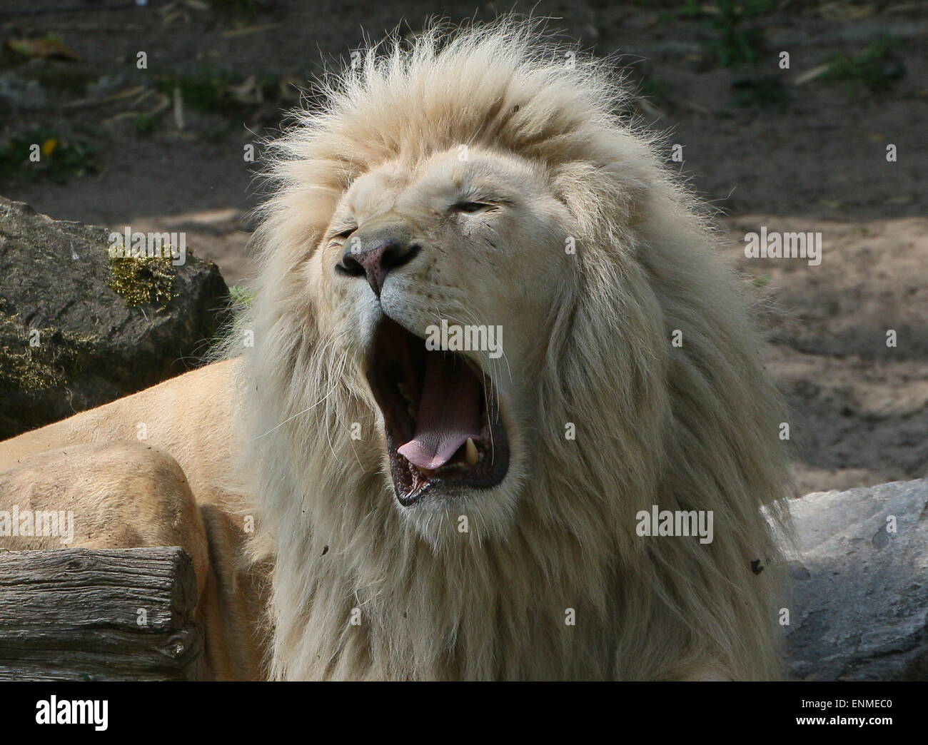 Maschio africano white lion (Panthera leo Krugeri). Close-up mentre sbadigli. Foto Stock