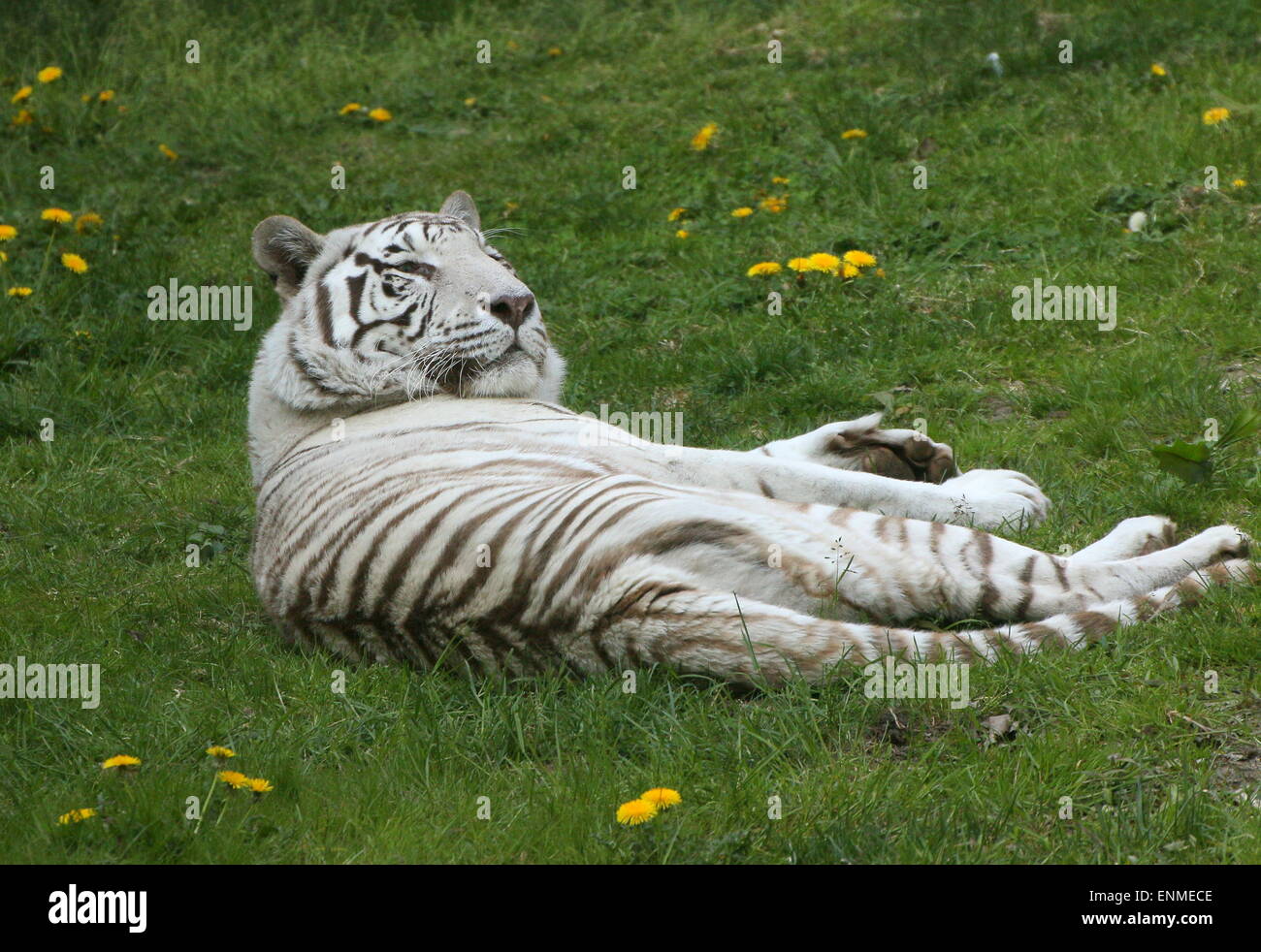 Femmina bianca tigre del Bengala (Panthera tigris tigris) giacenti in erba Foto Stock