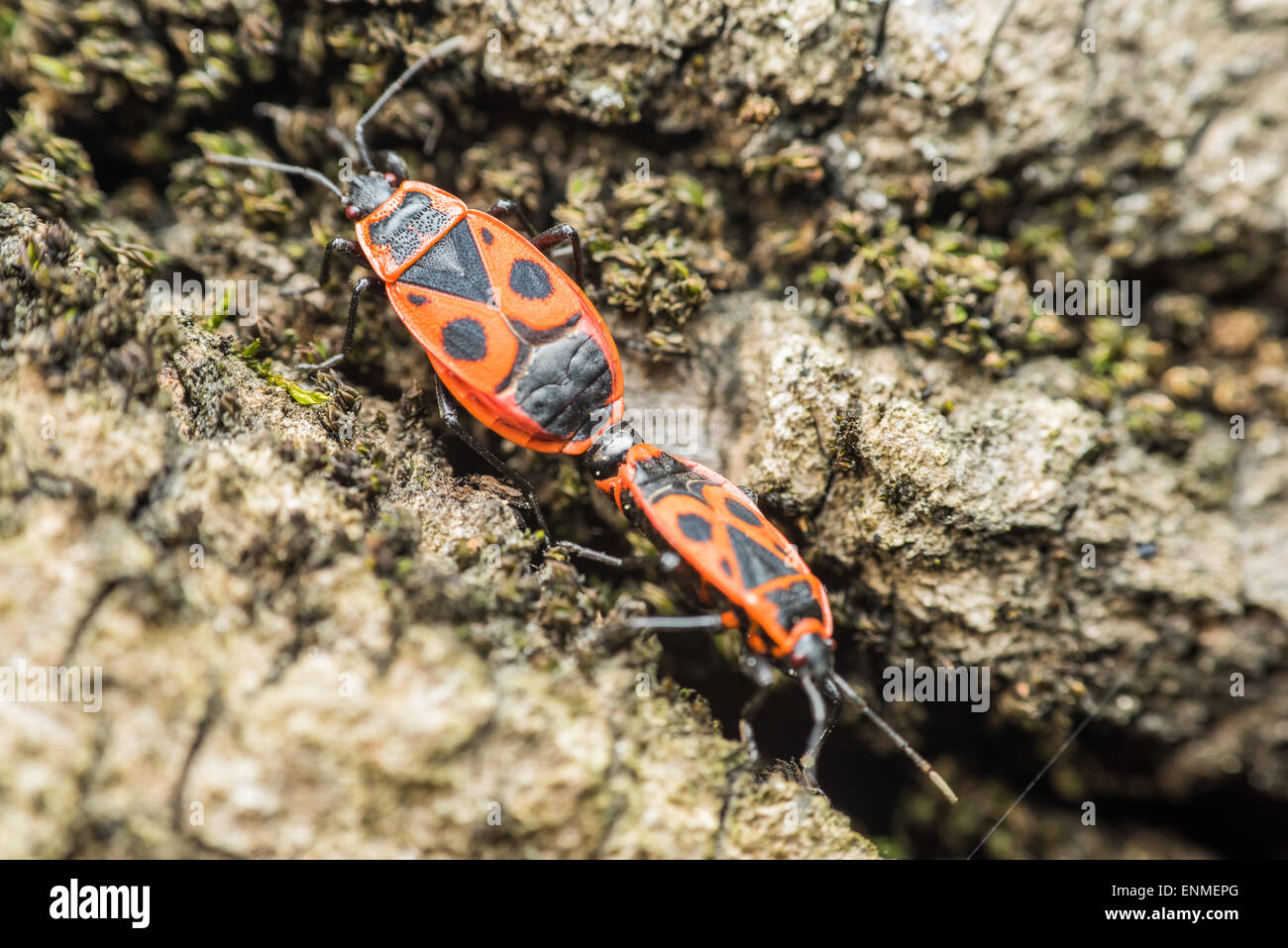 Bug di protezione (Graphosoma Lineatum) coniugata Close Up Foto Stock