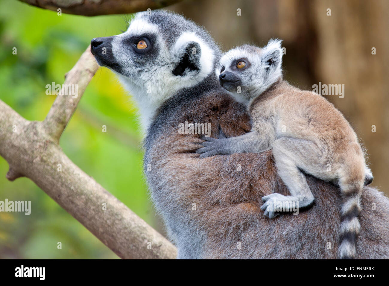 Un anello Tailed Lemur madre con il suo bambino sulla schiena Foto Stock