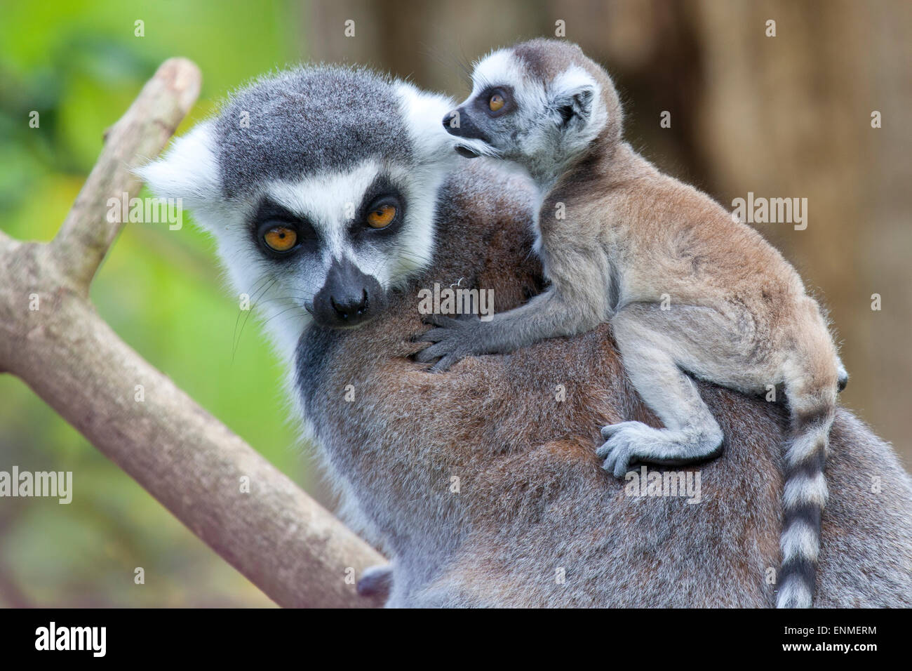 Un anello Tailed Lemur madre con il suo bambino sulla schiena Foto Stock