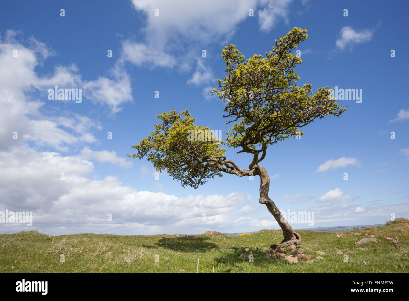 Twisted Albero di biancospino al sole su una luminosa giornata di primavera con un cielo azzurro e un po' di soffici nuvole bianche Foto Stock