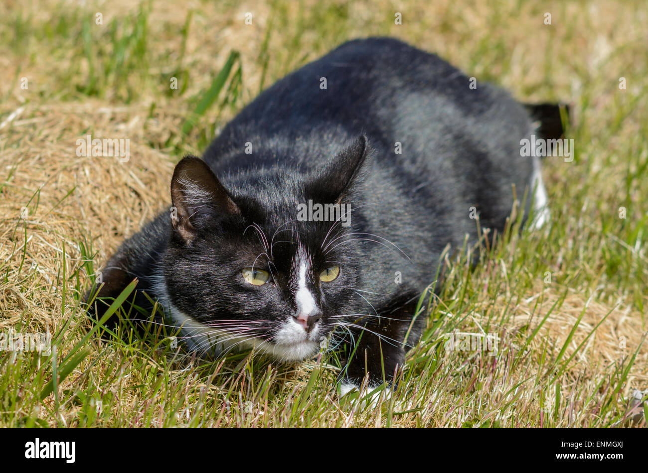 Bianco e nero gatto domestico che stabilisce in erba stalking preda. Foto Stock