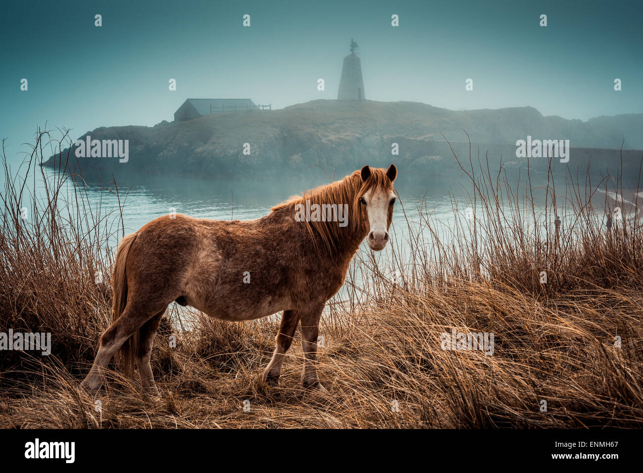 Pony selvatici sull isola LLanndwyn, Wales, Regno Unito Foto Stock