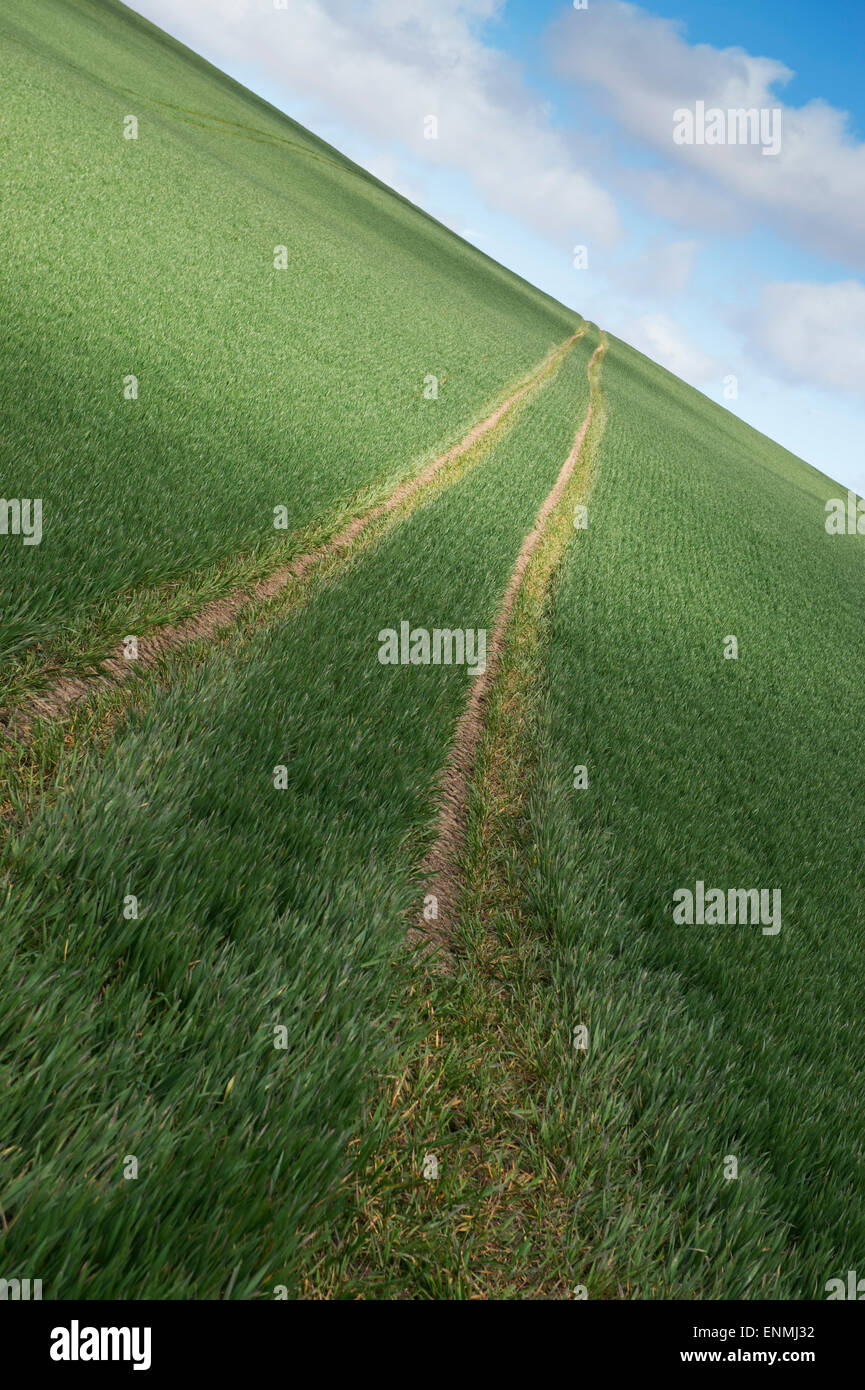 I cingoli del trattore su un verde campo di grano nella campagna inglese Foto Stock