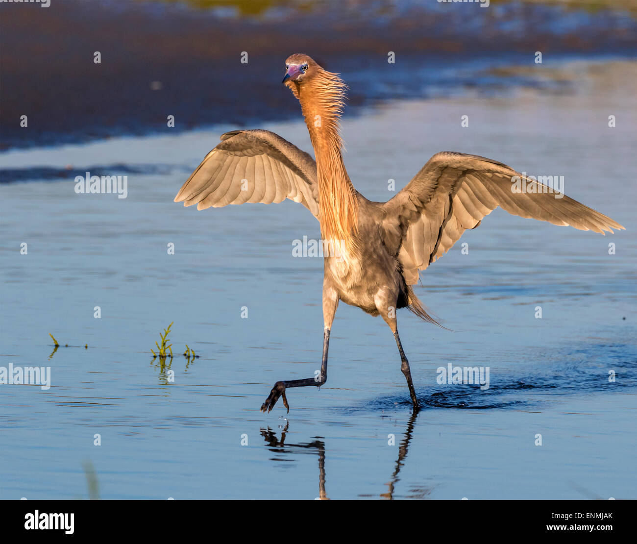 Reddish garzetta (Egretta rufescens) caccia nella palude di marea di sunrise, Galveston, Texas, Stati Uniti d'America. Foto Stock