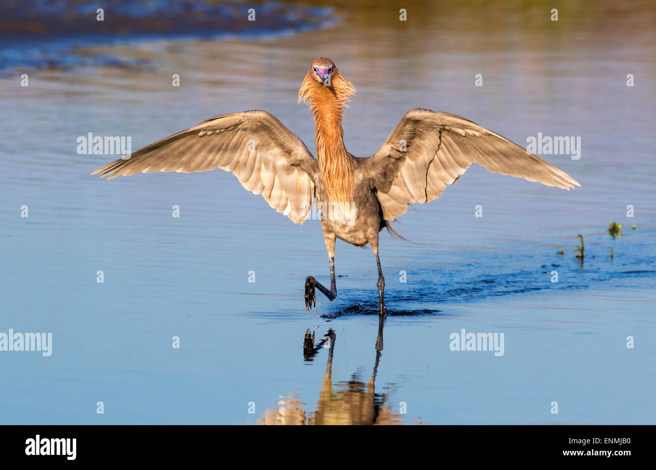 Reddish garzetta (Egretta rufescens) caccia nella palude di marea di sunrise, Galveston, Texas, Stati Uniti d'America. Foto Stock