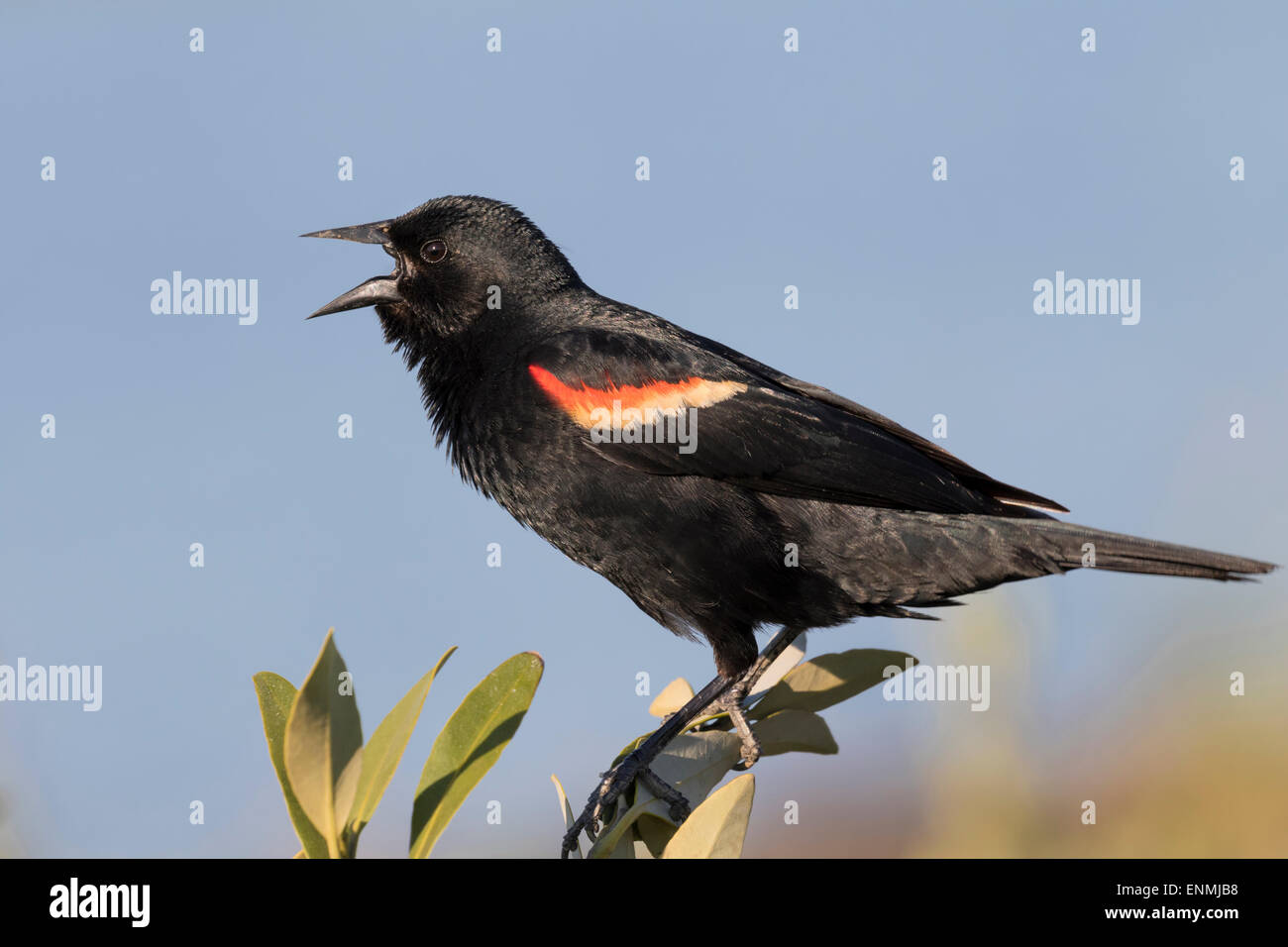 Maschio rosso-winged blackbird (Agelaius phoeniceus) cantare, Galveston, Texas, Stati Uniti d'America. Foto Stock