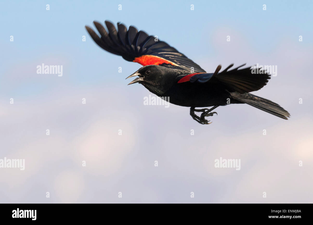 Maschio rosso-winged blackbird (Agelaius phoeniceus) cantando in volo, Galveston, Texas, Stati Uniti d'America. Foto Stock