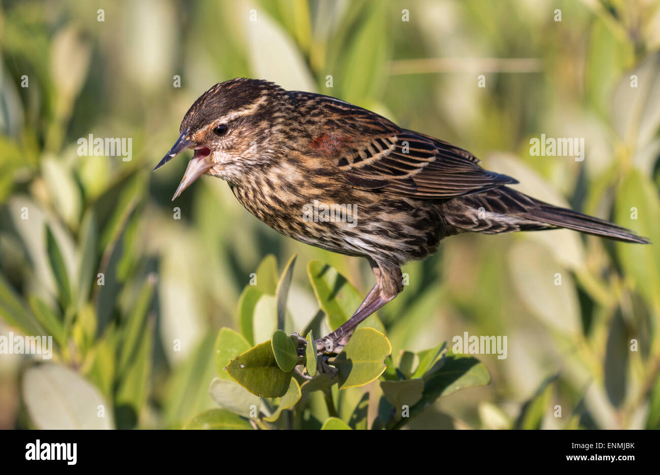 Femmina rosso-winged blackbird (Agelaius phoeniceus), Galveston, Texas, Stati Uniti d'America. Foto Stock