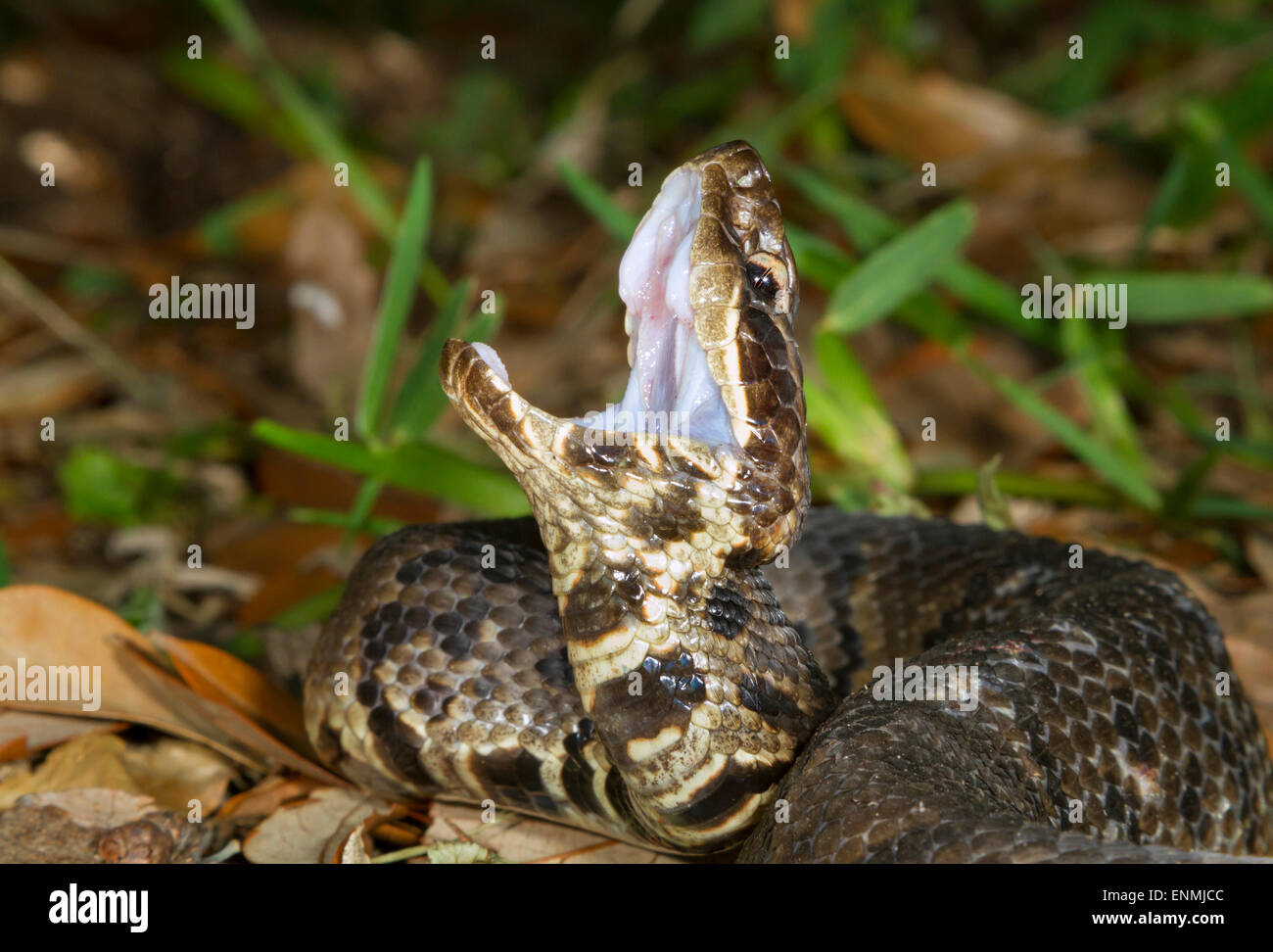 Cottonmouth o acqua mocassino (Agkistrodon piscivorus) visualizzando la bocca di bianco in un tentativo di minaccia di un intruso, Galveston Foto Stock