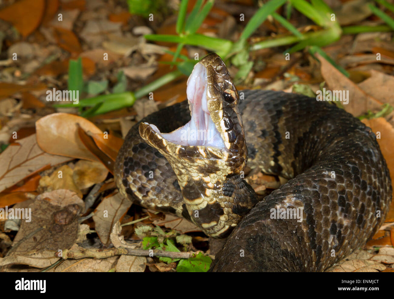 Cottonmouth o acqua mocassino (Agkistrodon piscivorus) visualizzando la bocca di bianco in un tentativo di minaccia di un intruso. Foto Stock