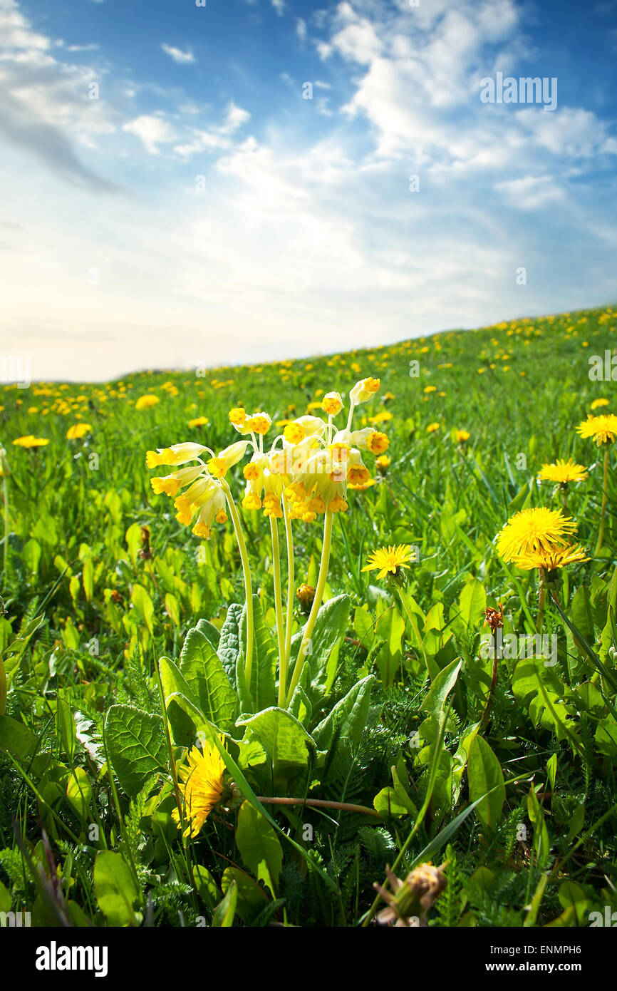Cowslip fiori sul campo Foto Stock