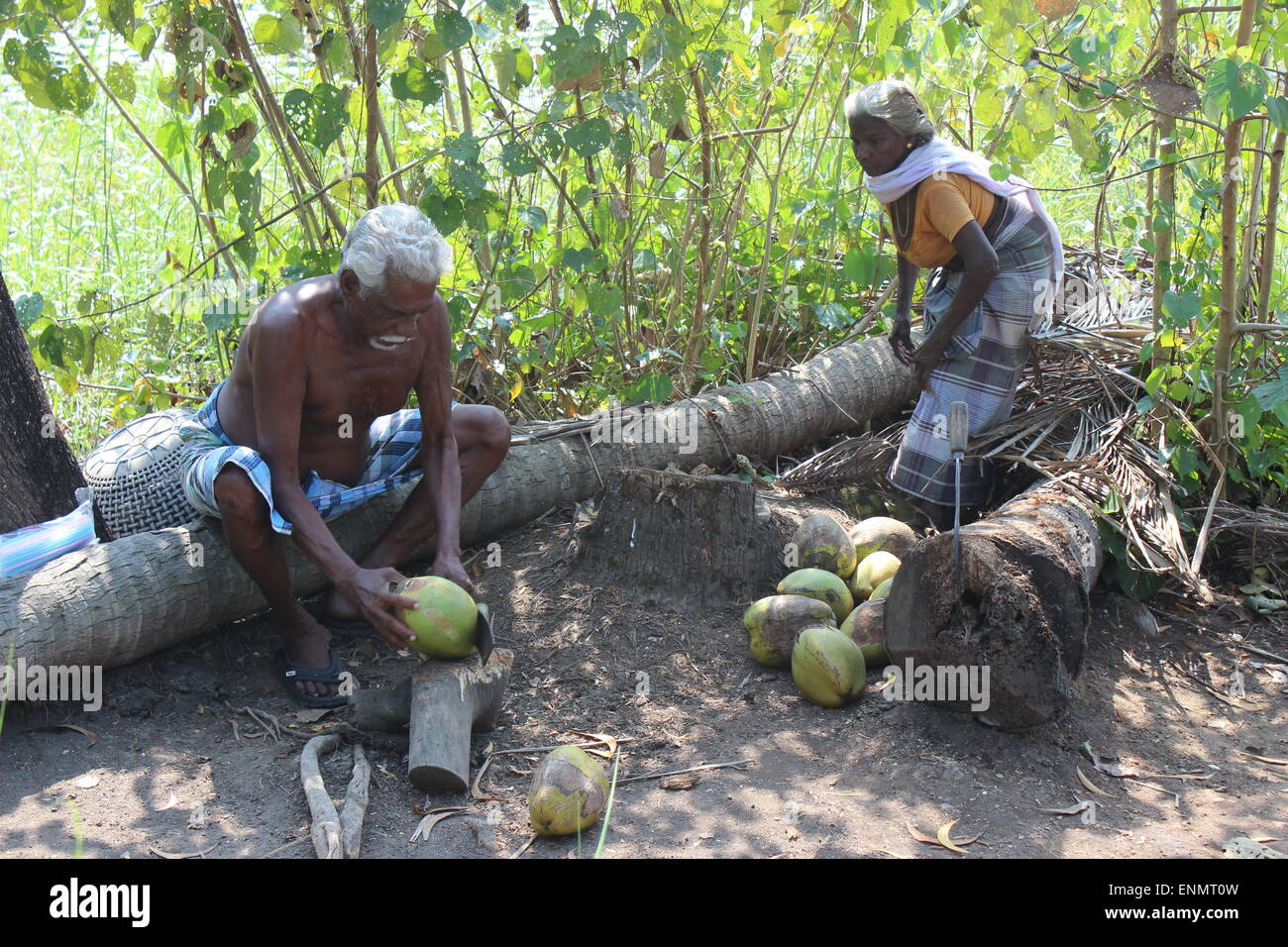 Un giorno fuori del Kerala Backwaters. Un vecchio paio di preparare le noci di cocco per la vendita per uso potabile. Foto Stock