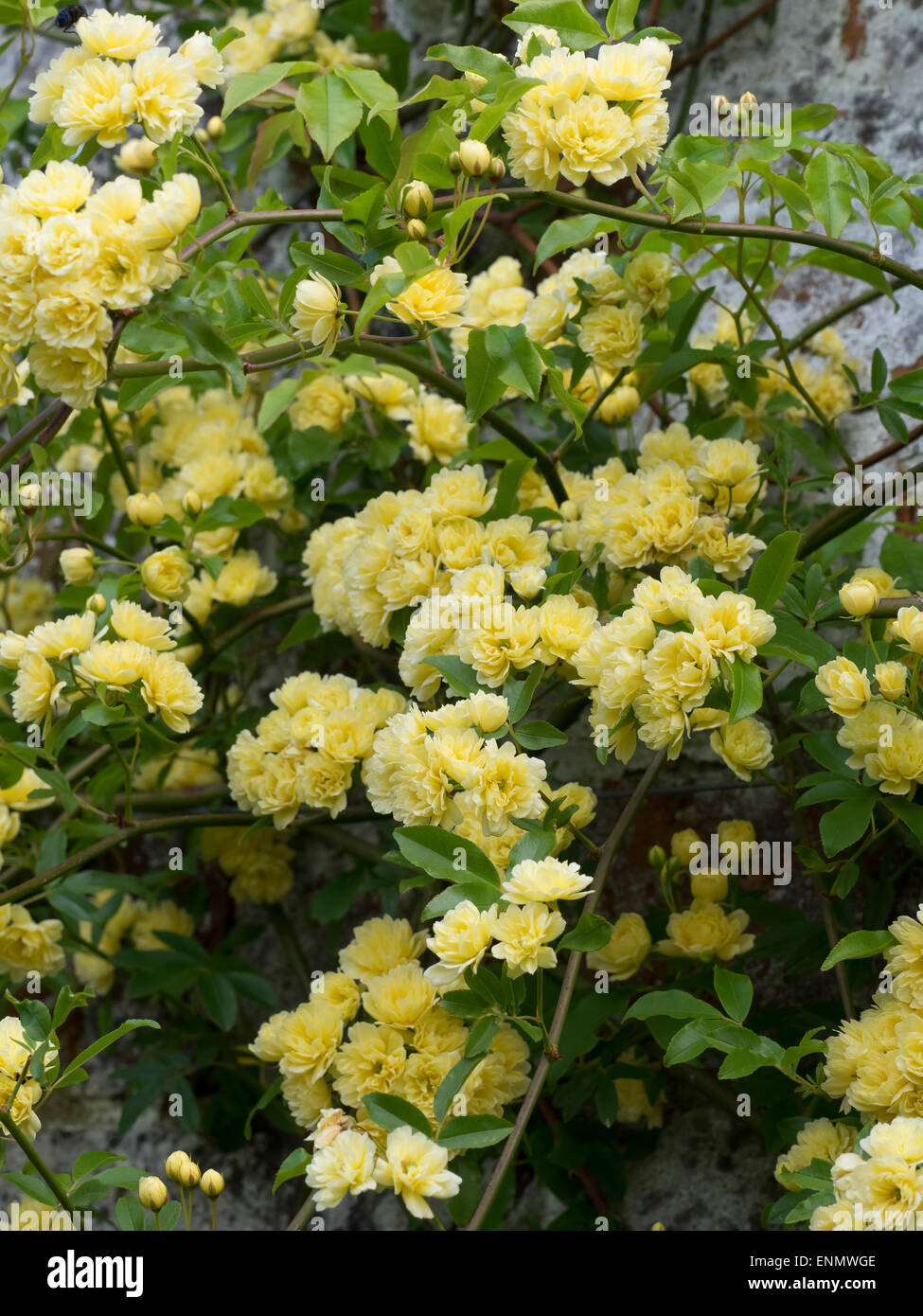 Rosa banksiae Lutea Foto Stock