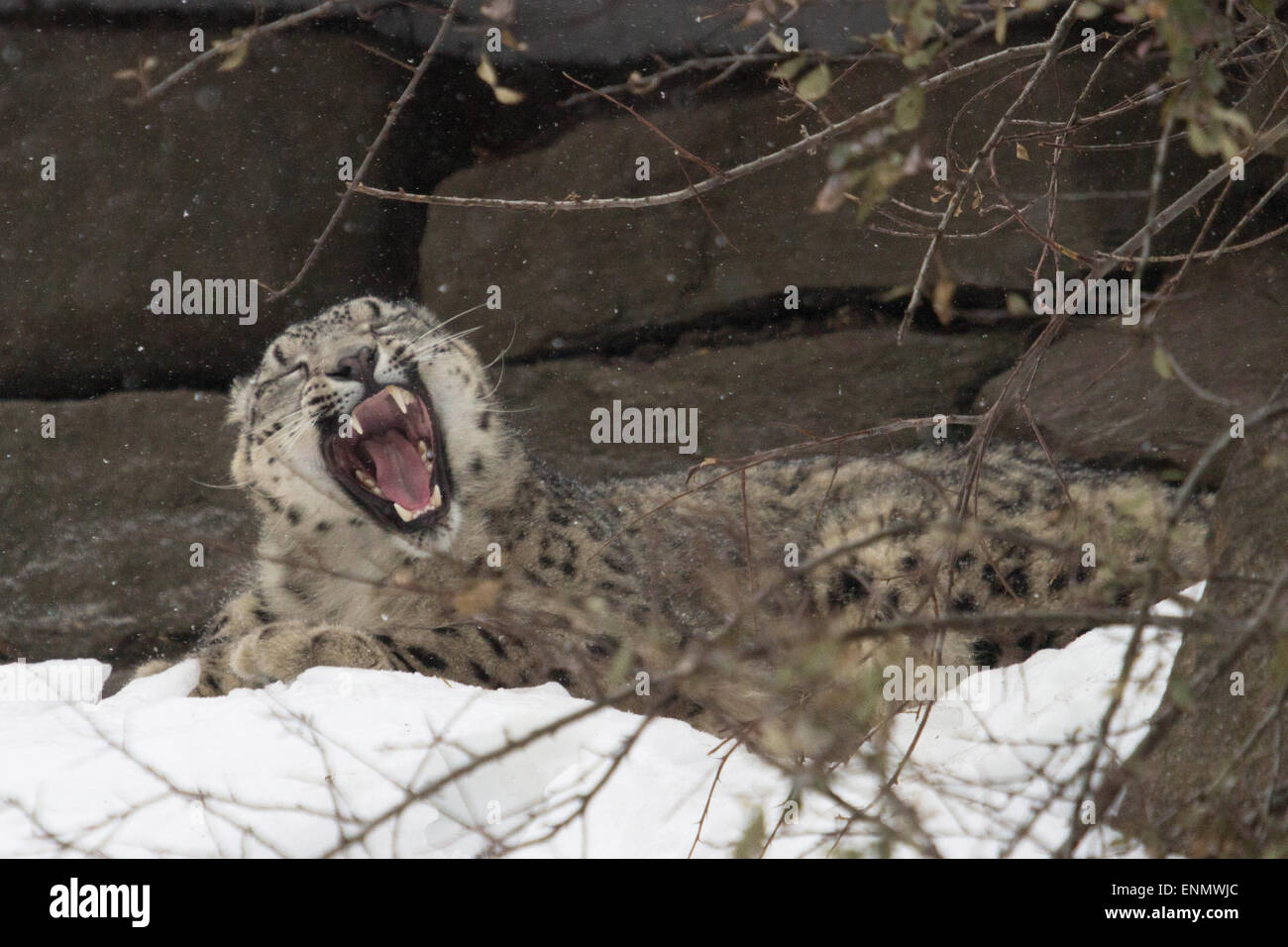 Inverno siesta- un giovane leopard sbadigli in inverno Neve a Bronx Zoo di New York Foto Stock