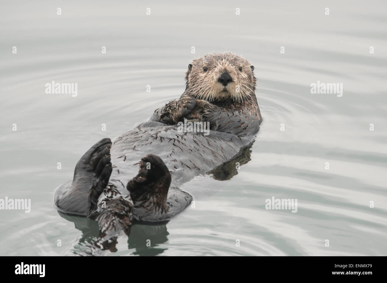Sea Otter (Enhydra lutris). Le lontre marine sono uno dei più piccoli del mammifero marino famiglia ma uno dei più grandi della donnola Foto Stock
