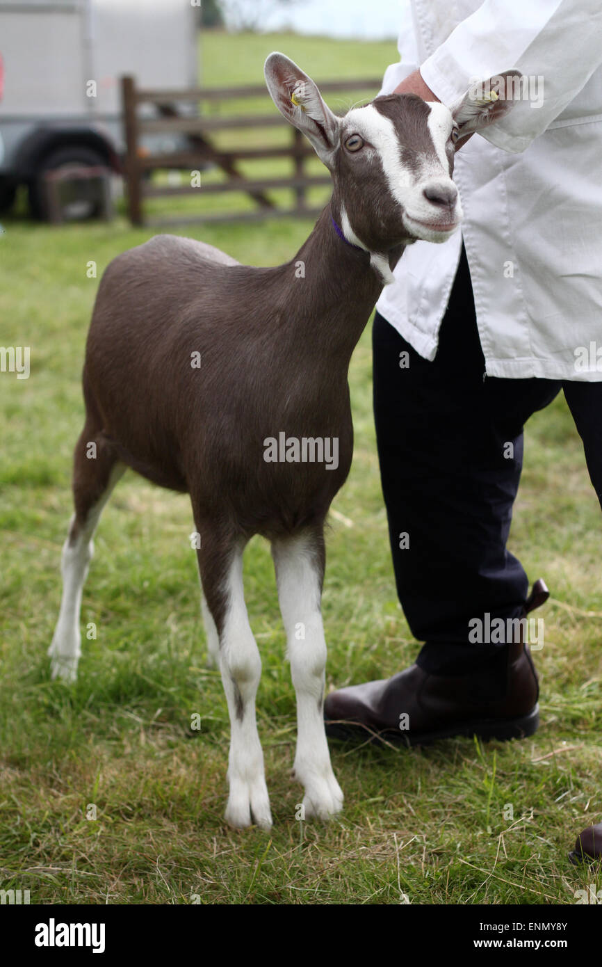 British Toggenburg femmina di capretto a Egton spettacolo agricolo nel North Yorkshire, Inghilterra, Regno Unito (Agosto 2011) Foto Stock