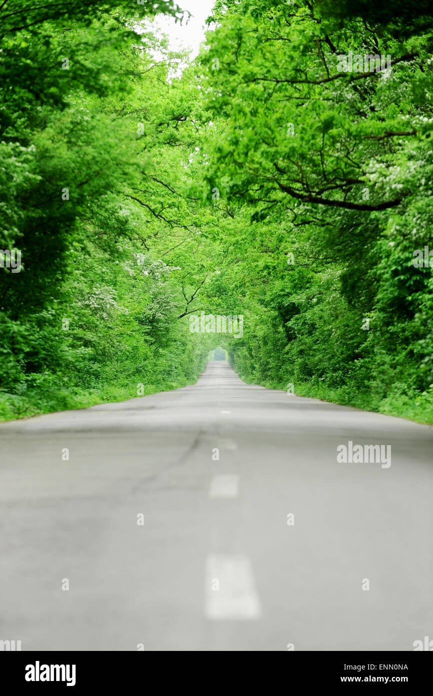 Le due corsie vuoto strada asfaltata attraverso una foresta che assomiglia a un tunnel di alberi Foto Stock