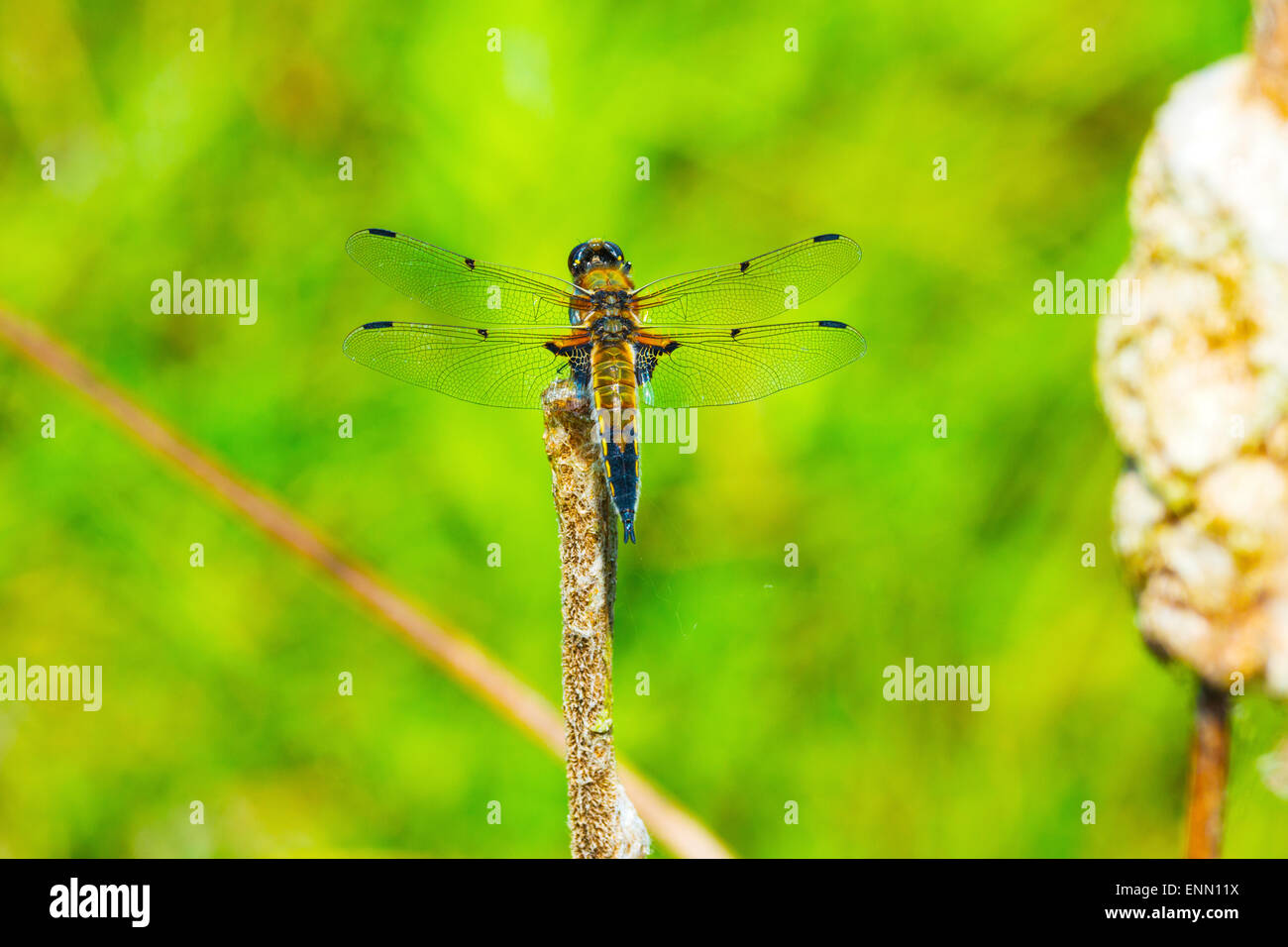 Four-Spotted Chaser. (Libellula quadrimaculata). Foto Stock