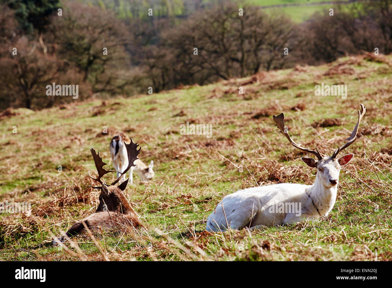 White Stag Cervo in Glenfield Lodge Park, Leicestershire. Foto Stock