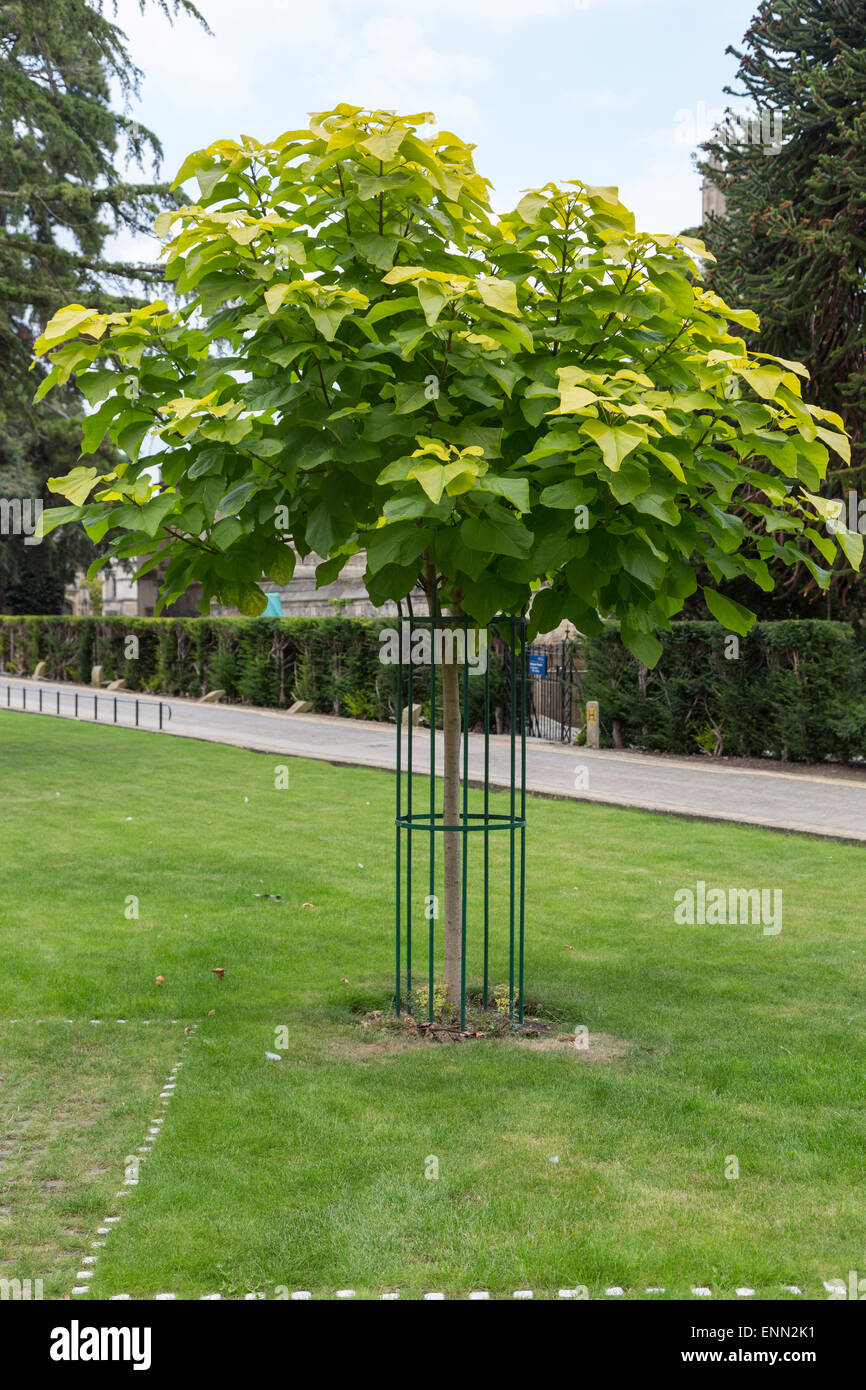 10 Semi Di Catalpa Bignoides Southern Catalpa Albero - Foto 5