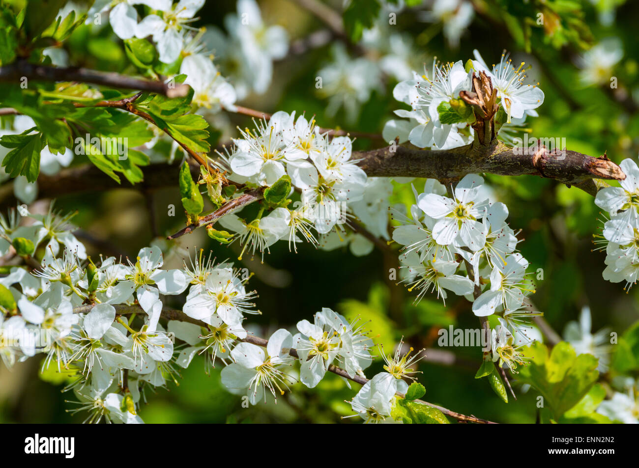 Fiore di primavera Foto Stock