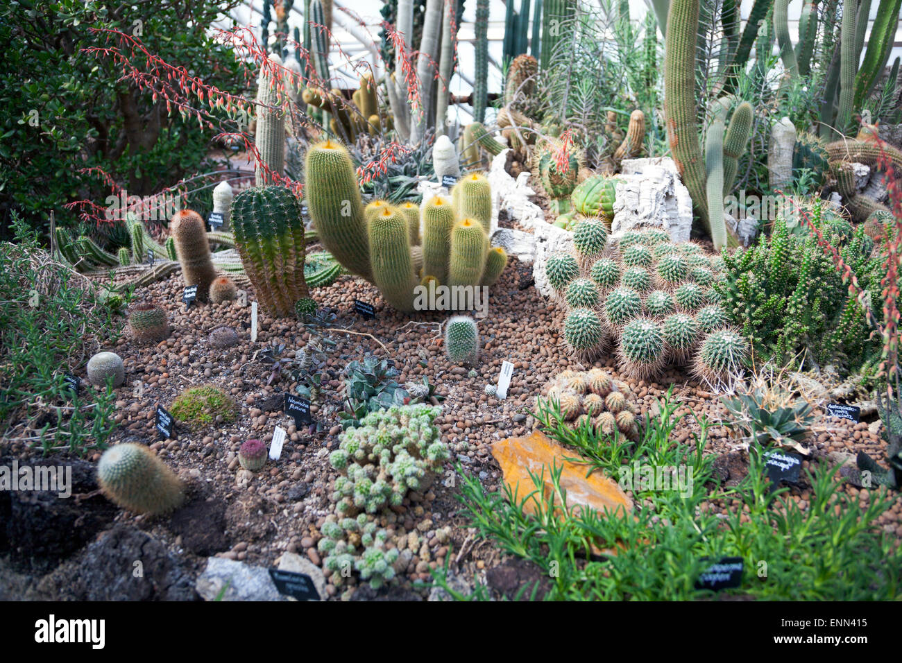 Cacti patch presso il Conservatorio di Barbican, Londra, Inghilterra Foto Stock