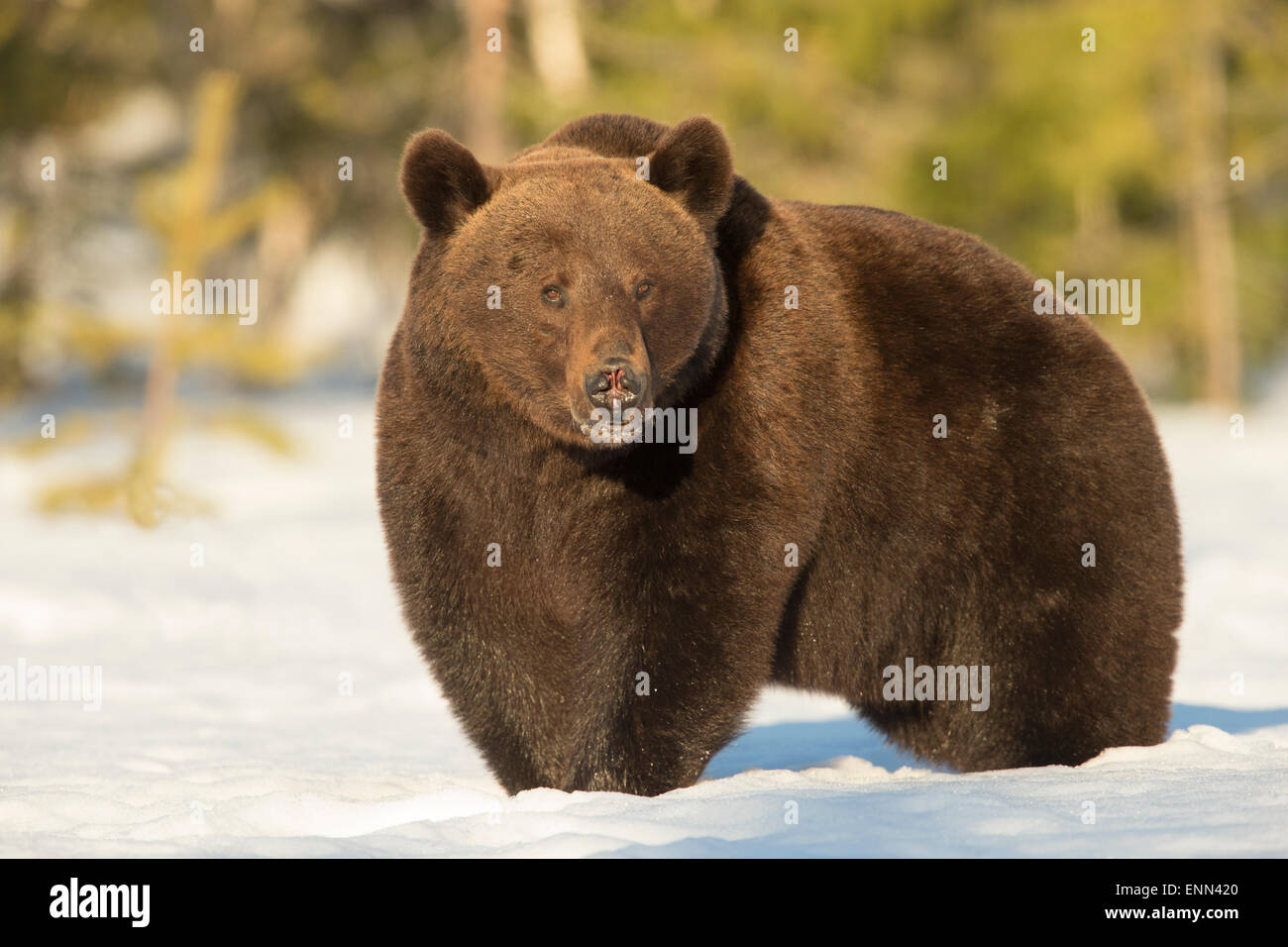 Unione di orso bruno Ursus arctos arctos, durante i mesi primaverili, Finlandia. Foto Stock
