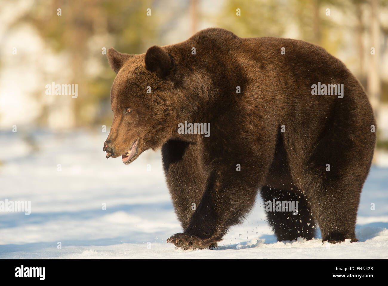 Unione di orso bruno Ursus arctos arctos, durante i mesi primaverili, Finlandia. Foto Stock