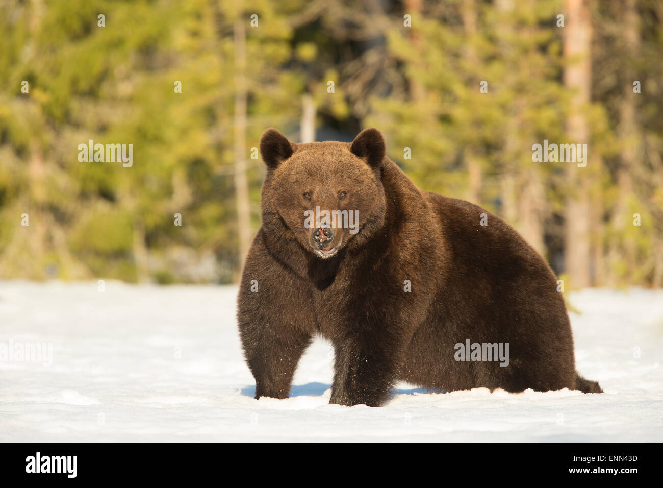 Unione di orso bruno Ursus arctos arctos, durante i mesi primaverili, Finlandia. Foto Stock