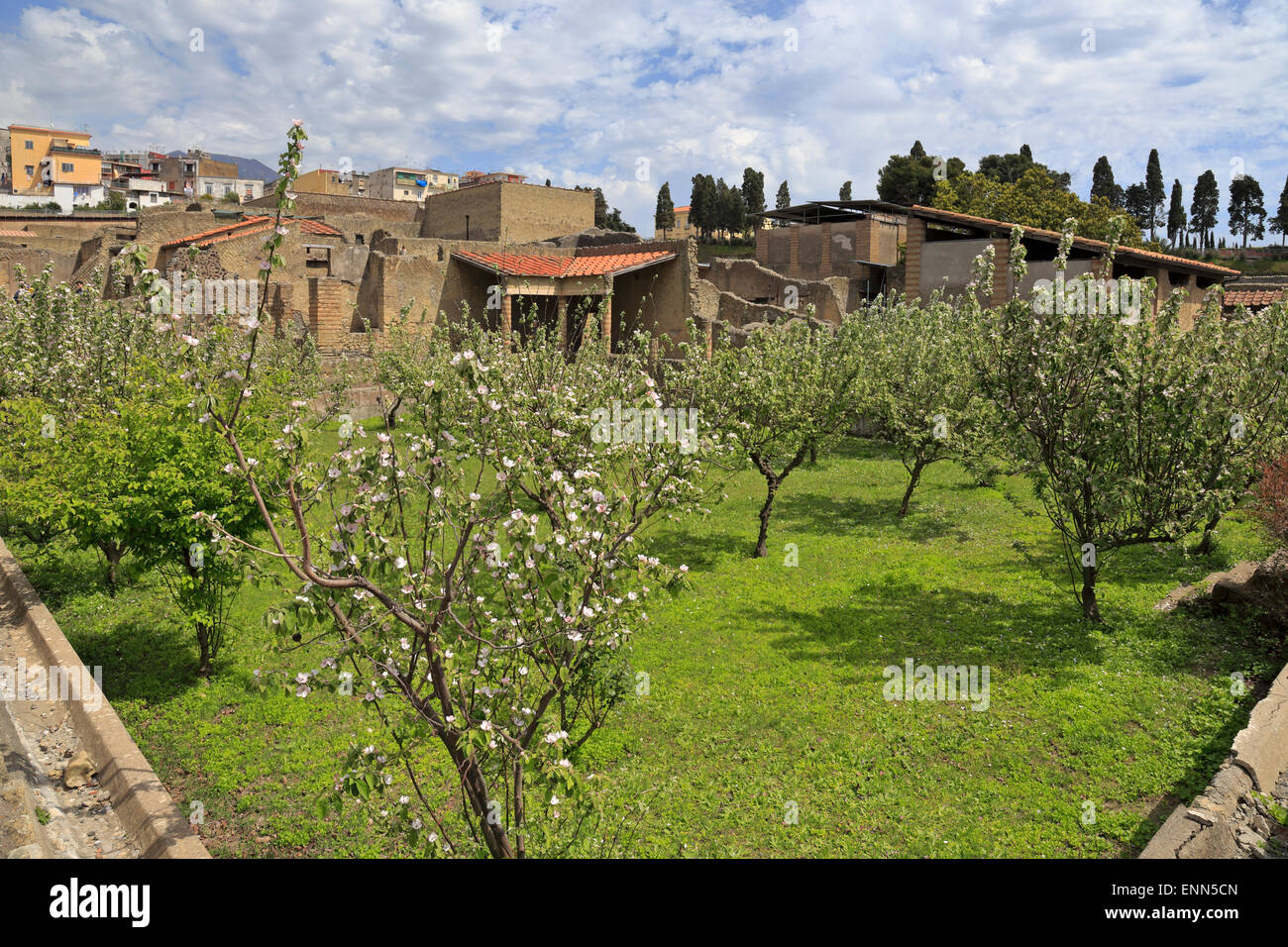 Pera orchard nel giardino della Casa Inn, Ercolano Ercolano, Italia. Foto Stock