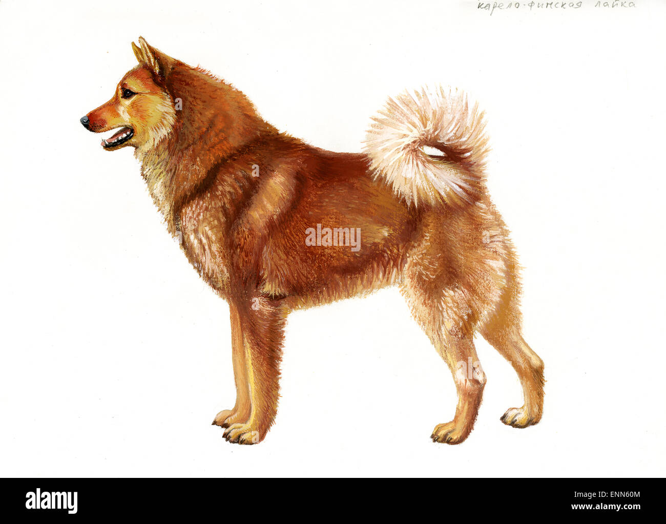 Karelo-Finnish Laika.Razze del Nord. Foto Stock