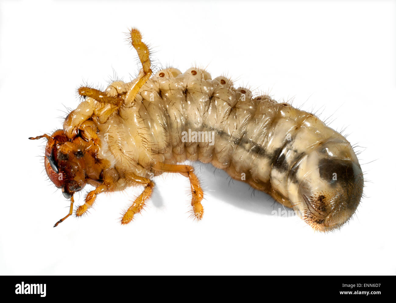 La larva del maggio beetle.(Melolontha melolontha ). Foto Stock