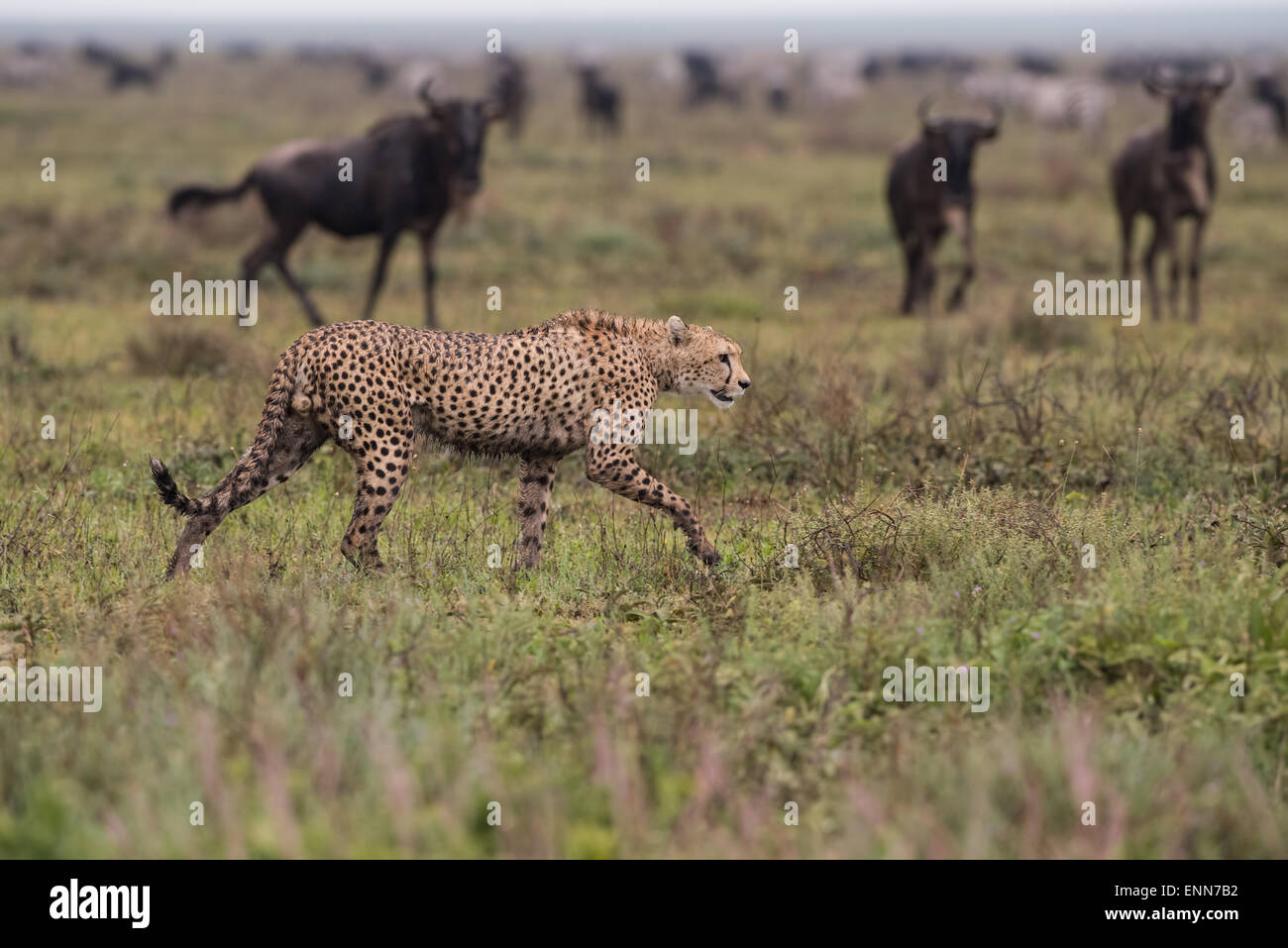 Cheetah stalking GNU, Tanzania. Foto Stock