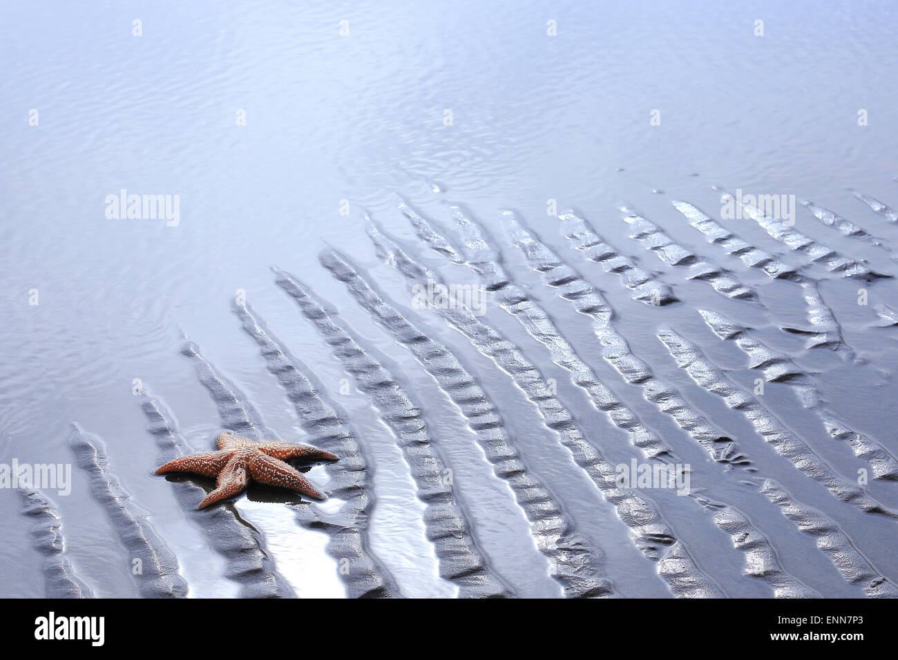 Stella di mare in acqua poco profonda sulla sabbia, Sussex, Inghilterra Foto Stock