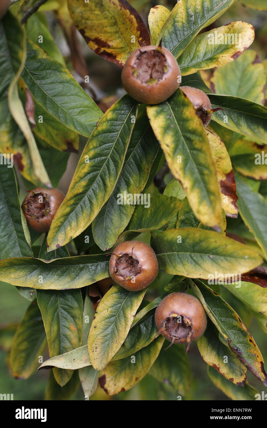 Foglie di nespola immagini e fotografie stock ad alta risoluzione - Alamy