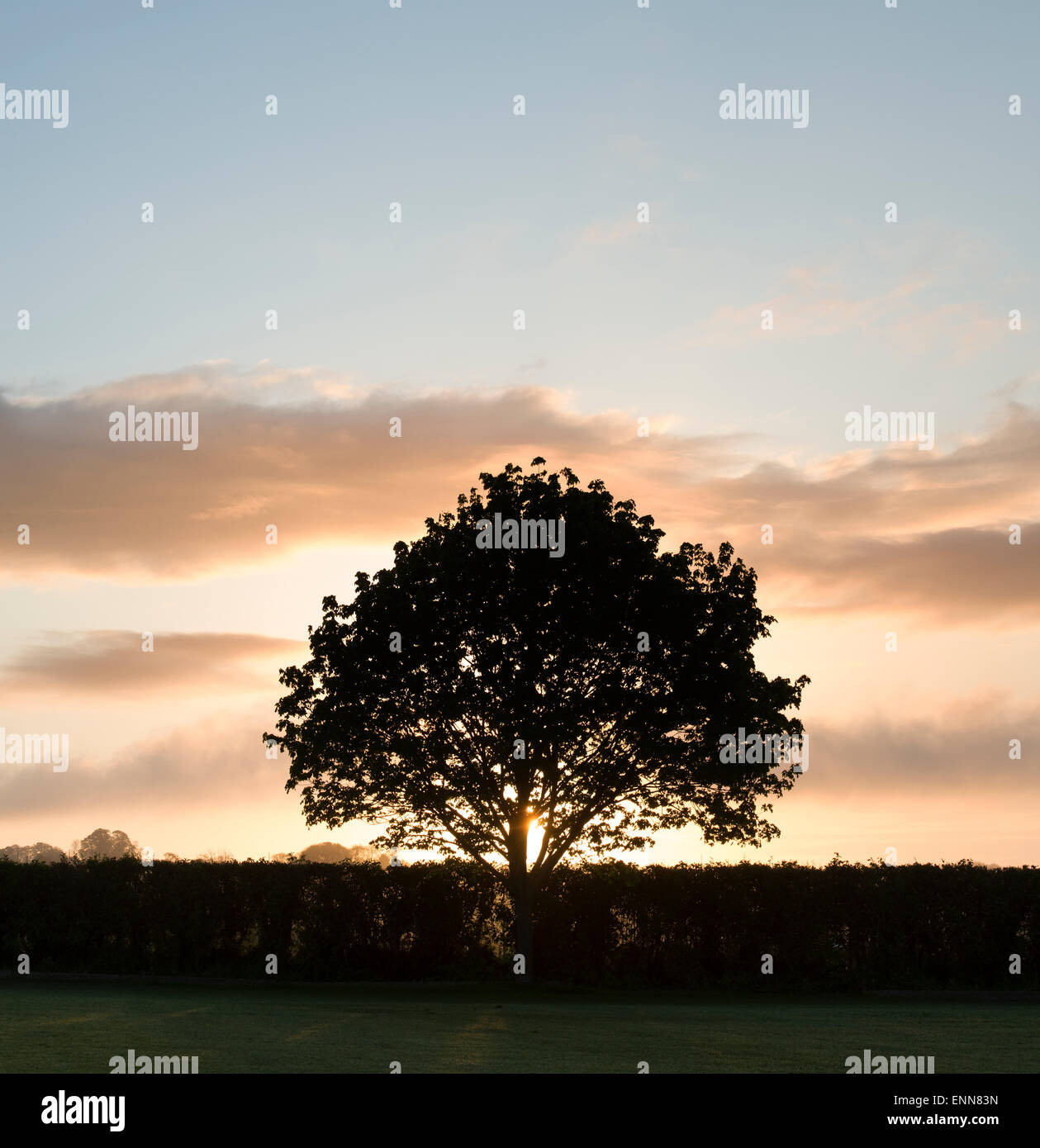 Tree sunrise silhouette nella campagna di Cotswold. Inghilterra Foto Stock