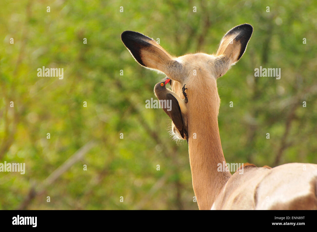 Rosso-fatturati Oxpecker parassiti di prelievo da un Impala l orecchio Foto Stock