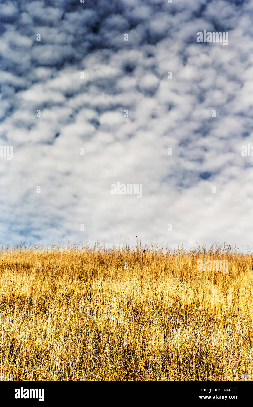 Golden erbe e cielo nuvoloso di Jack London State Historic Park. Foto Stock
